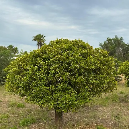 Orizzonte Ferienhaus